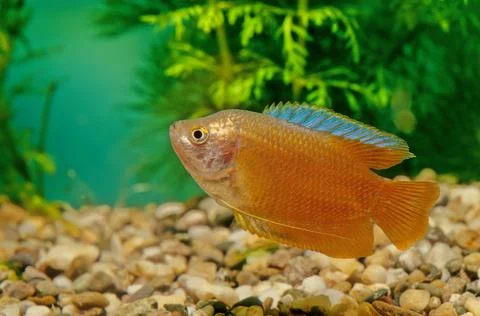 Dwarf gourami Stock Photos