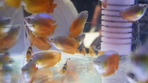 Dwarf gourami (Trichogaster lalius) Stock Footage 181594657