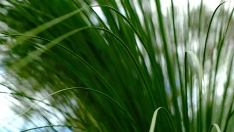 Dwarf Grass Tree Australia Stock Footage 248681419