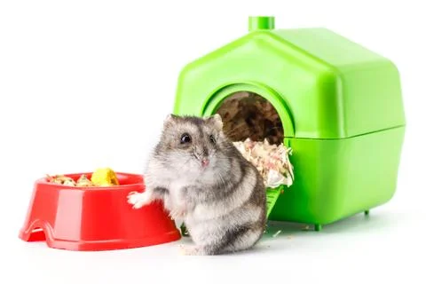 Dwarf gray hamster isolated on white background. Little house.Cute baby hamst Stock Photos