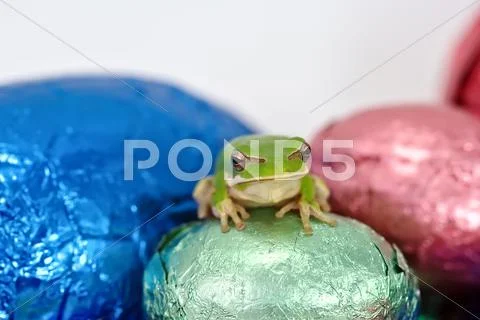 Dwarf green tree frog sitting on small solid easter egg Stock Photos