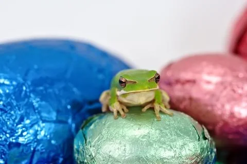 Dwarf green tree frog sitting on small solid easter egg Stock Photos
