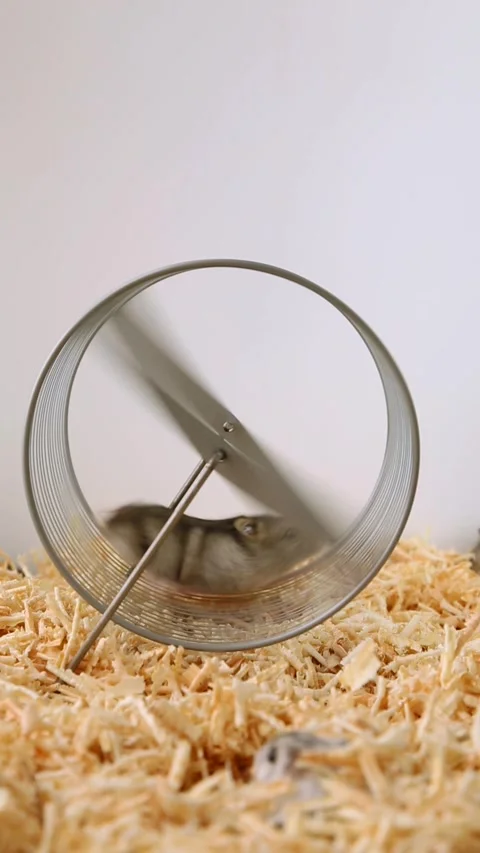 Dwarf hamster actively spinning transparent exercise wheel on wood shaving Stock Footage 311059947