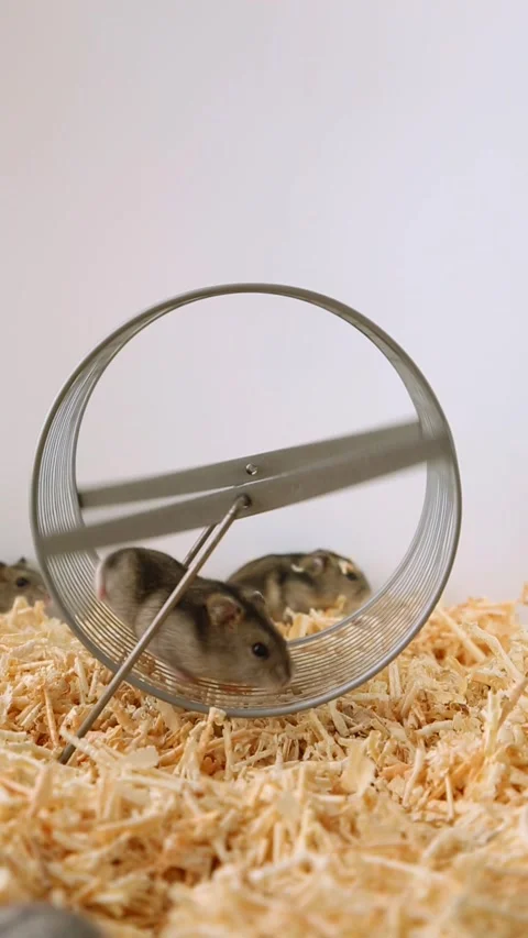 Dwarf hamster climbing inside rotating transparent exercise wheel on bedding Stock Footage 311564012