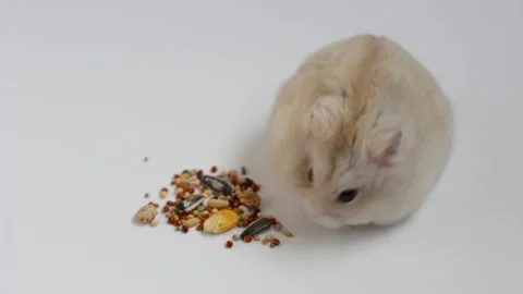 Dwarf hamster eats seeds on white background close-up Vidéo 139081164