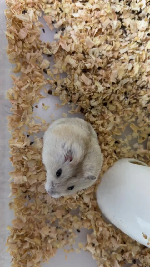 Dwarf Hamster Exploring Wood Shavings in a Home Enclosure, Top View Stock Footage 340020575