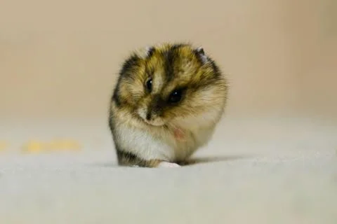 Dwarf hamster mouse on a gray background Stock Photos