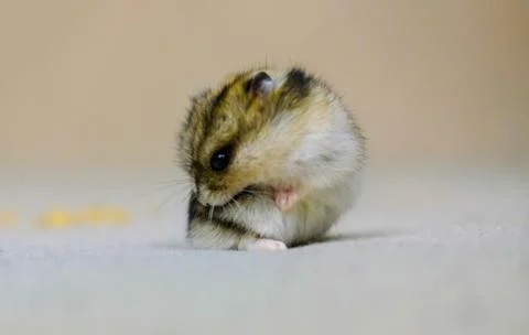 Dwarf hamster mouse on a gray background Stock Photos