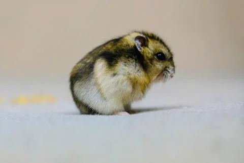 Dwarf hamster mouse on a gray background Stock Photos