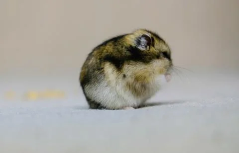 Dwarf hamster mouse on a gray background Foto stock