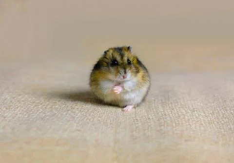 Dwarf hamster mouse on a gray background Stock Photos