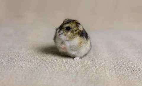 Dwarf hamster mouse on a gray background Stock Photos