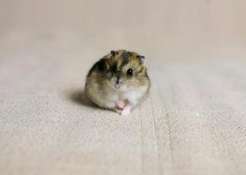 Dwarf hamster mouse on a gray background Stock Photos