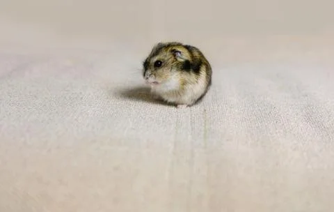 Dwarf hamster mouse on a gray background Stock Photos