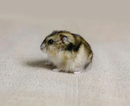 Dwarf hamster mouse on a gray background Foto stock