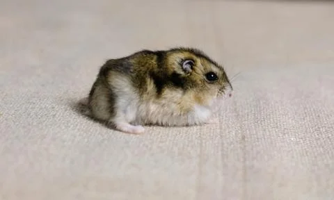 Dwarf hamster mouse on a gray background Foto stock