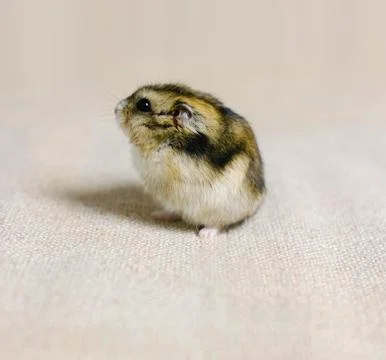 Dwarf hamster mouse on a gray background Foto stock