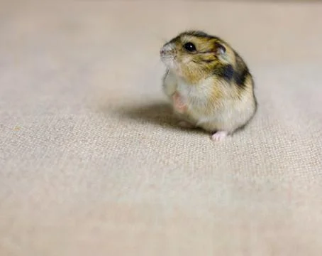 Dwarf hamster mouse on a gray background Foto stock