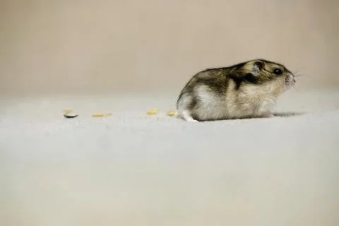 Dwarf hamster mouse on a gray background Stock Photos