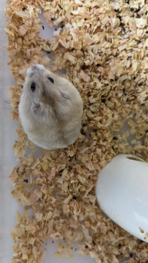Dwarf Hamster Moving Across Wood Shavings in a Home Enclosure, Top View Stock Footage 339468697