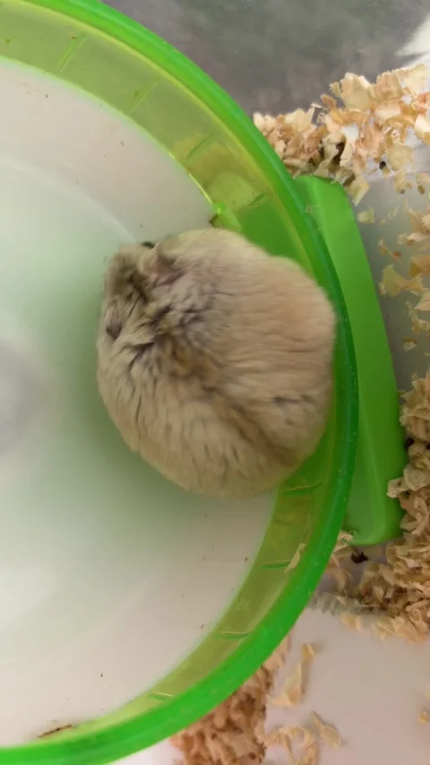 Dwarf Hamster Moving on Green Exercise Wheel Close Up Stock Footage 337557709