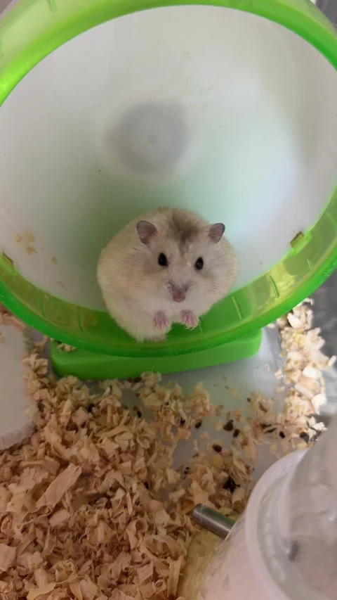 Dwarf Hamster Running on Green Exercise Wheel Close Up Stock Footage 337565686