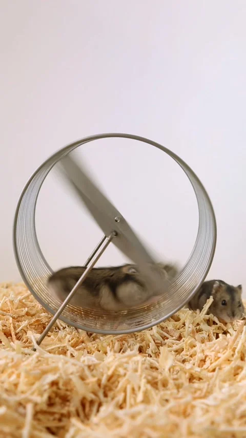 Dwarf hamster running in transparent exercise wheel on wood shavings Stock Footage 309820516