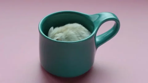Dwarf hamster sitting in mug close-up on pink background Stock Footage 145441688