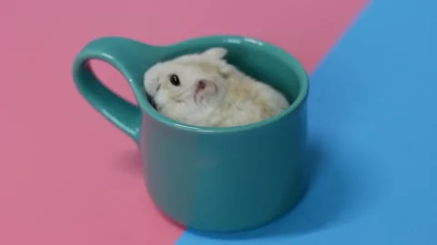 Dwarf hamster sitting in mug close-up on pink and blue background Stock Footage 146169483