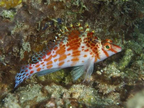 Dwarf Hawkfish (Cirrhitichthys falco) in a structured underwater landscape, dive 스톡 사진