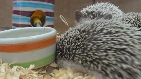 Dwarf Hedgehog playing in cage Stock Footage 95507419