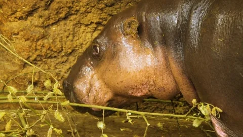  a dwarf hippo Stock Footage 238892678