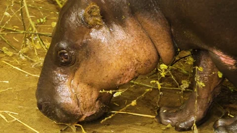 A dwarf hippo Stock Footage 238951142