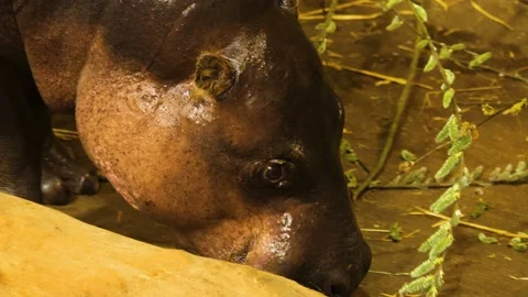 A dwarf hippo  Stock Footage 238990633