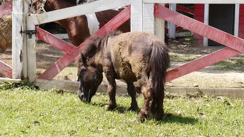 Dwarf Horse in farm. Stock Footage 75668045