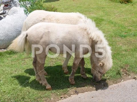Dwarf Horse in farm. Stock Photos