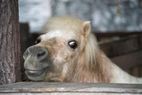A dwarf horse in a paddock close up Stock Photos