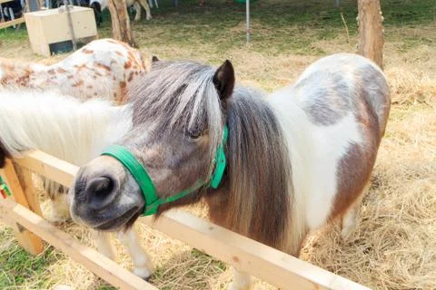 Dwarf horse Stock Photos