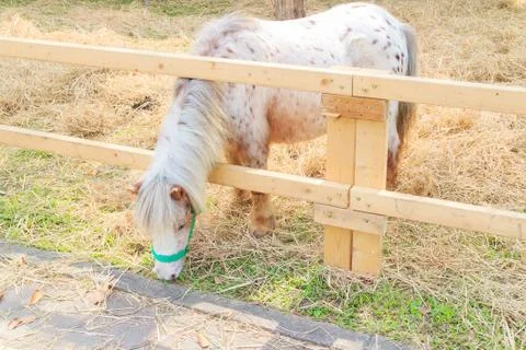 Dwarf horse Stock Photos