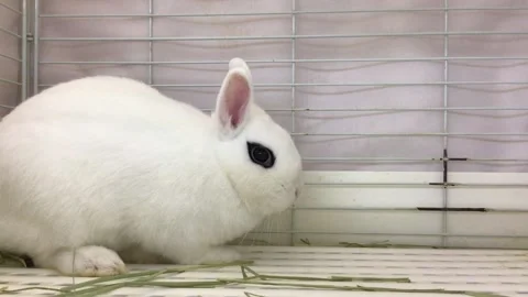 Dwarf Hotot Rabbit with Distinctive Black Eyeliner Markings Stock Footage 327175254
