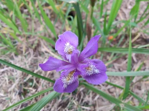 Dwarf iris, Barbary nut or the Moraea sisyrinchium purple flowers Stock Photos