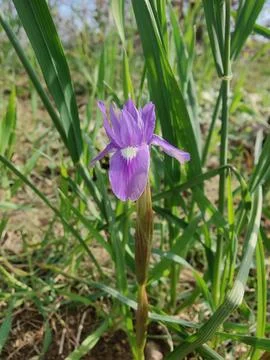 Dwarf iris, Barbary nut or the Moraea sisyrinchium purple flowers Stock Photos