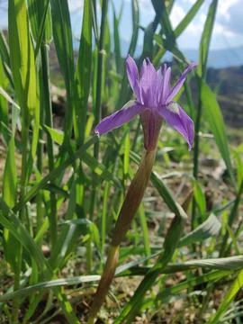 Dwarf iris, Barbary nut or the Moraea sisyrinchium purple flowers Stock Photos