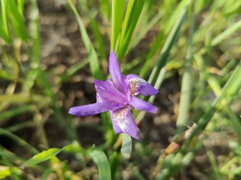 Dwarf iris, Barbary nut or the Moraea sisyrinchium purple flowers Stock Photos