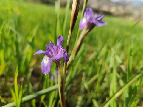 Dwarf iris, Barbary nut or the Moraea sisyrinchium purple flowers Stock Photos