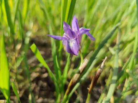 Dwarf iris, Barbary nut or the Moraea sisyrinchium purple flowers Stock Photos