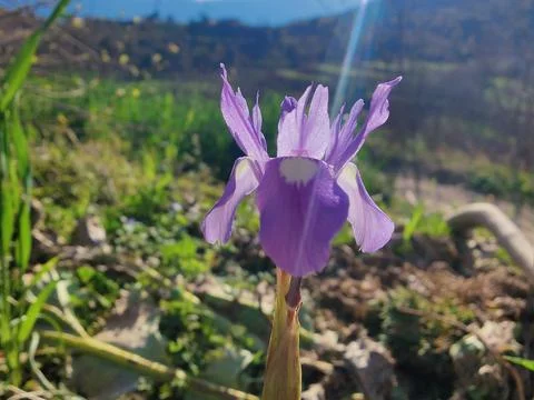 Dwarf iris, Barbary nut or the Moraea sisyrinchium purple flowers Stock Photos