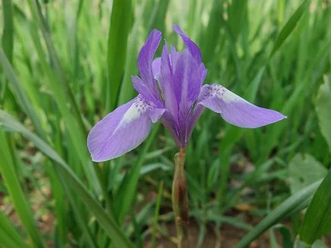 Dwarf iris, Barbary nut or the Moraea sisyrinchium purple flowers Stock Photos