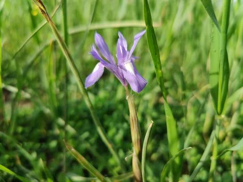 Dwarf iris, Barbary nut or the Moraea sisyrinchium purple flowers Stock Photos