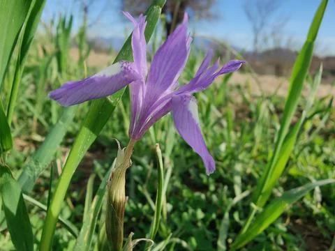 Dwarf iris, Barbary nut or the Moraea sisyrinchium purple flowers Stock Photos